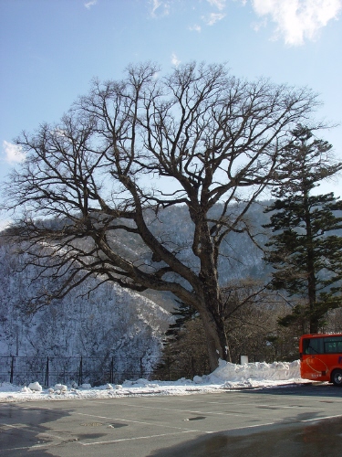 게곤 폭포 위 주차장의 나목(裸木): 겨울 분위기와 잘 어울린다. 